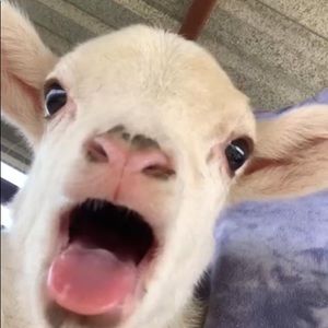 Meet your Posher, Sierra